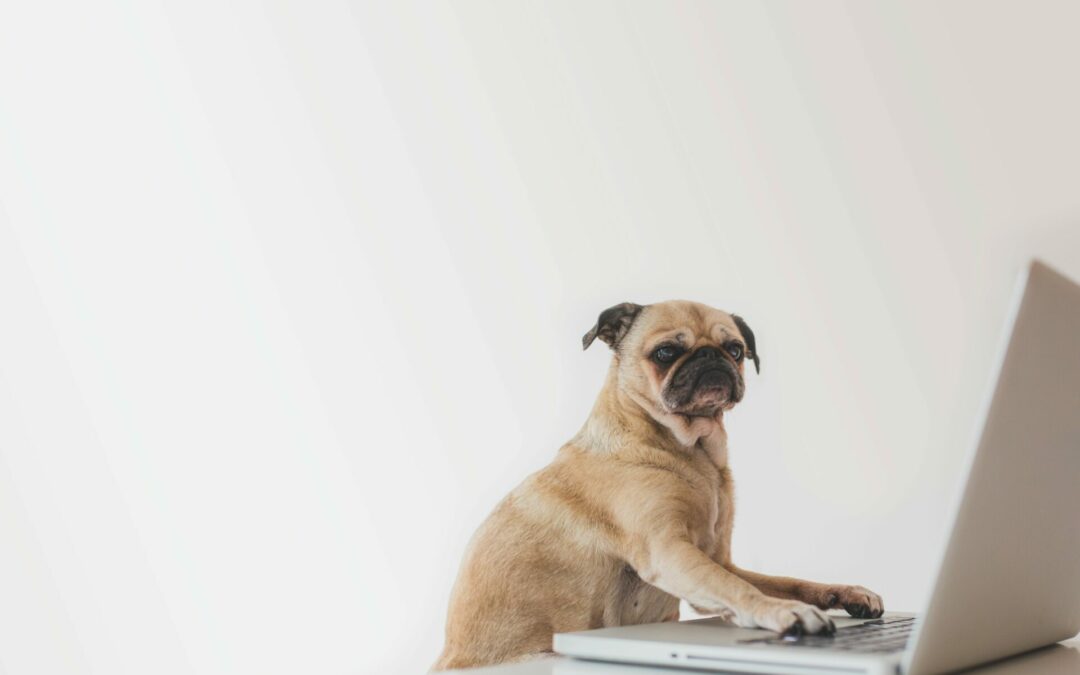 pug working out